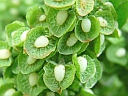 More Broad-leaved Dock