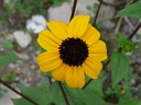 More Brown-eyed Susan