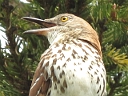 More Brown Thrashers