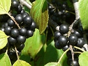 More European Buckthorn