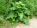 Common Burdock