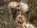 Common Burdock