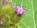 More Common Burdock