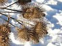 Great Burdock