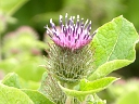 More Great Burdock