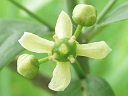 European Euonymus