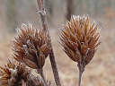 Round-headed Bush Clover
