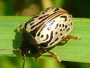 Calligrapha Beetle
