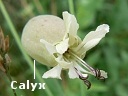 Bladder Campion