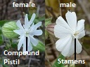 White Campion
