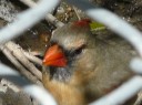 More Northern Cardinals