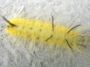 American Dagger larva