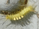Definite Tussock Moth