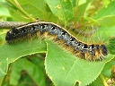 More Eastern Tent Caterpillar Moths