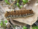 Fingered Dagger Moth