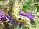 Goldenrod? Hooded Owlet larva
