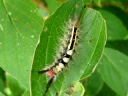 More White-marked Tussock Moths