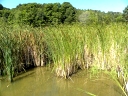 More Narrow-leaved Cattail