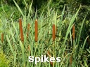 Narrow-leaved Cattail