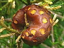 Cedar-Apple Rust Fungus