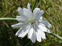 More Chicory