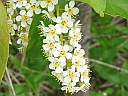 Choke Cherry