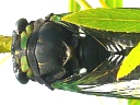 Swamp Cicada