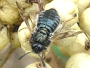 Cimbicid Sawfly
