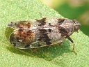 Melanoliarus species