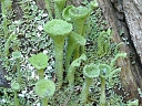 Cladonia Lichen