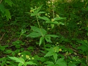 More Clustered Snakeroot