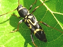Clytus ruricola