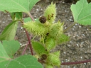 More Cocklebur