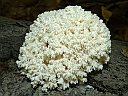 More Comb Tooth Mushroom