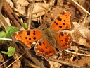 More Eastern Comma Butterflies
