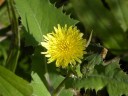 More Common Sow Thistle