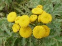 More Common Tansy