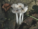 Woolly Inky Cap