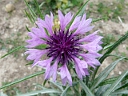 More Garden Cornflower