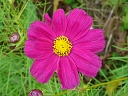 More Garden Cosmos