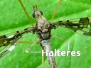 Band-winged Crane Fly