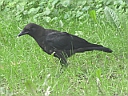 More Crows
