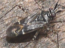 Cylapus tenuicornis