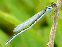 Familiar? Bluet female