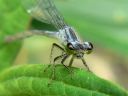 More Eastern Forktail Damselflies