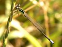 More Eastern Forktail Damselflies
