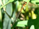 More Eastern Forktail Damselflies