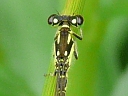 Fragile Forktail male
