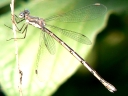 Spread-winged Damselflies