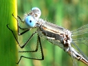 More Spotted Spread-wing Damselflies